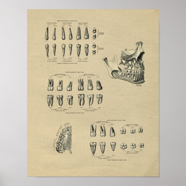 Human Dental Anatomy 1902 Vintag Print Poster (Vorne)