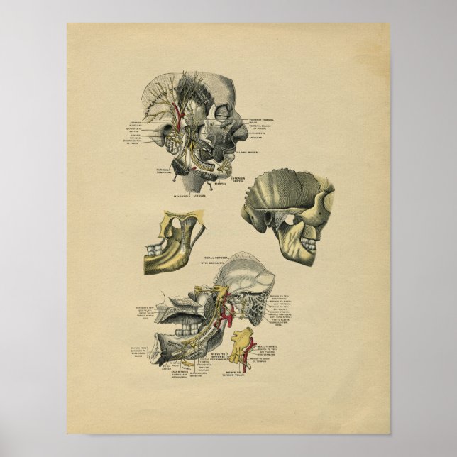Human Face TMJ Anatomy 1902 Vintag Print Poster (Vorne)