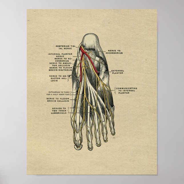 Human Foot Anatomy 1902 Vintag Print Poster (Vorne)
