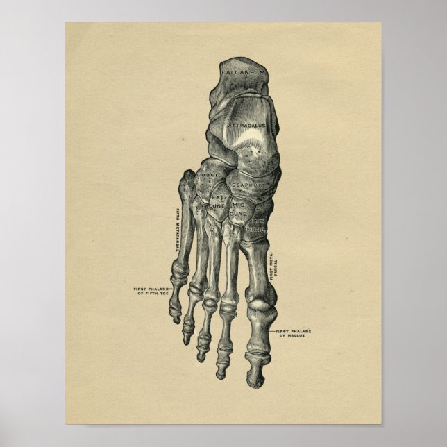Human Foot Anatomy 1902 Vintag Print Poster (Vorne)