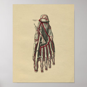Human Foot Anatomy 1902 Vintag Print Poster