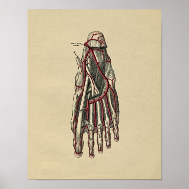 Human Foot Anatomy 1902 Vintag Print Poster (Vorne)