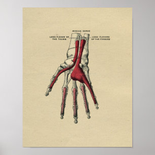 Human Hand Anatomy 1902 Vintage Print Poster