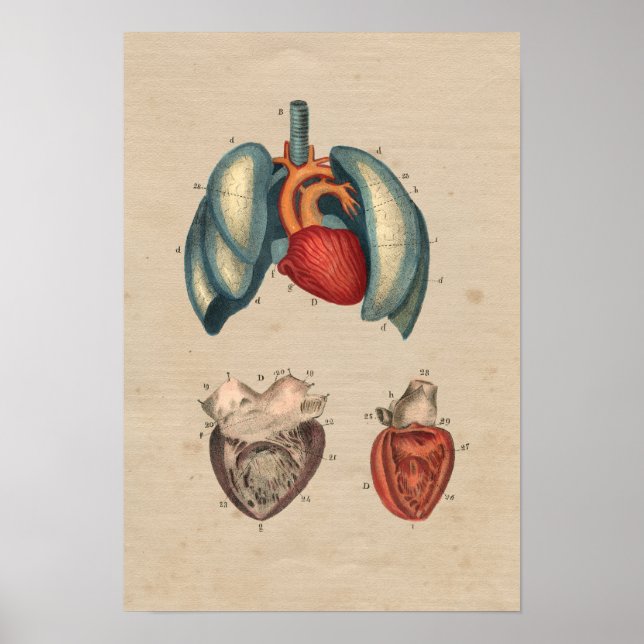 Human Heart Lungs Anatomy 1841 Print Poster (Vorne)