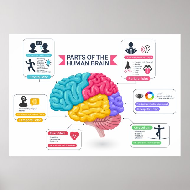 Human-Hirn-Diagramm Poster (Vorne)