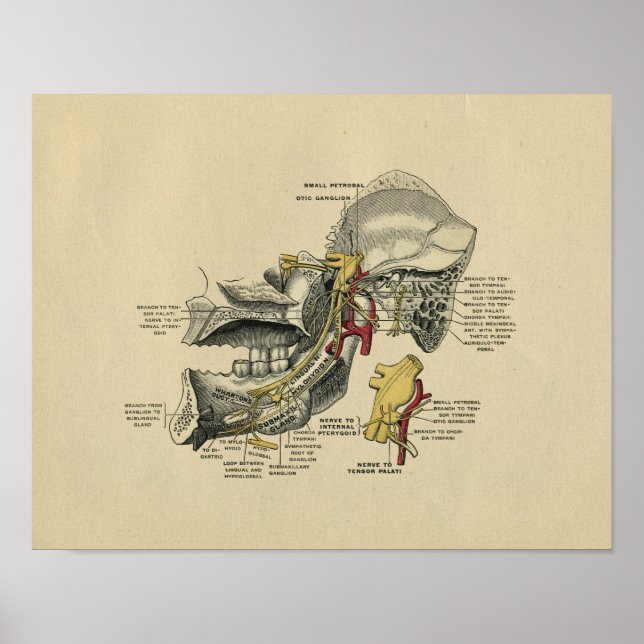 Human Jaw TMJ Anatomy 1902 Vintag Print Poster (Vorne)