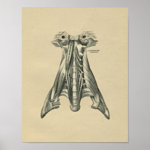 Human Neck Anatomy 1902 Vintage Print Poster