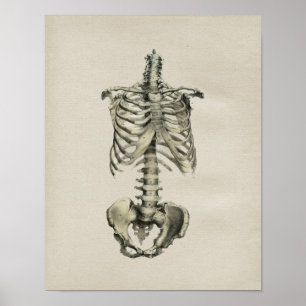 Human Skeletal Anatomy Vintage Print Poster