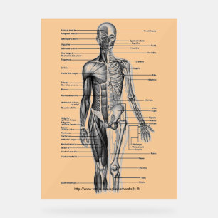 "Human Skeleton Diagramm" Acrylschild