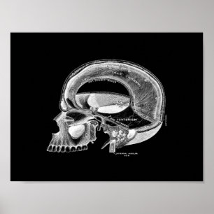 Human Skull Anatomy in Black and White Print Poster