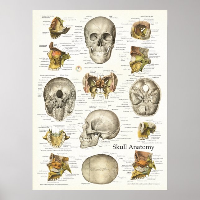 Human Skull Anatomy Poster 18 X 24 (Vorne)