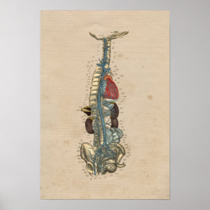 Human Veins Heart Anatomy 1841 Print Poster