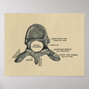Human Vertebrae Anatomy 1902 Vintage Print Poster