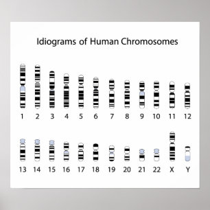 Humanes Chromosom-Idiogramm-Poster Poster
