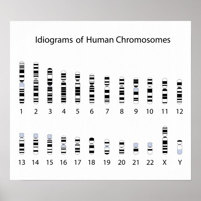 Humanes Chromosom-Idiogramm-Poster Poster (Vorne)
