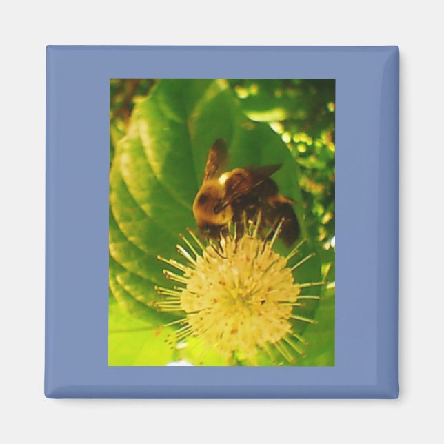 Humble Bee Nectar Magnet (Vorne)