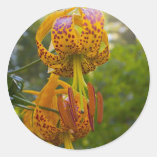 Humboldt Lilies Sunburst Runder Aufkleber