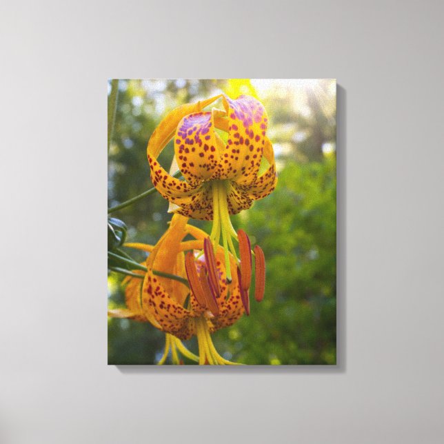 Humboldt Lily Leinwanddruck (Vorderseite)