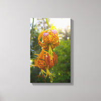 Humboldt Lily
