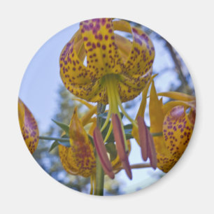 Humboldt Lily Magnet