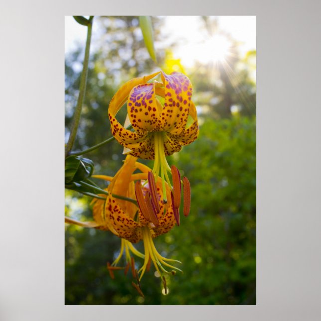Humboldt Lily Poster (Vorne)