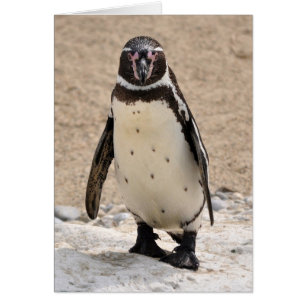 Humboldt Penguin