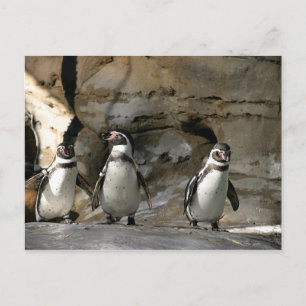 Humboldt Penguin Postkarte