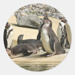Humboldt Penguins Runder Aufkleber