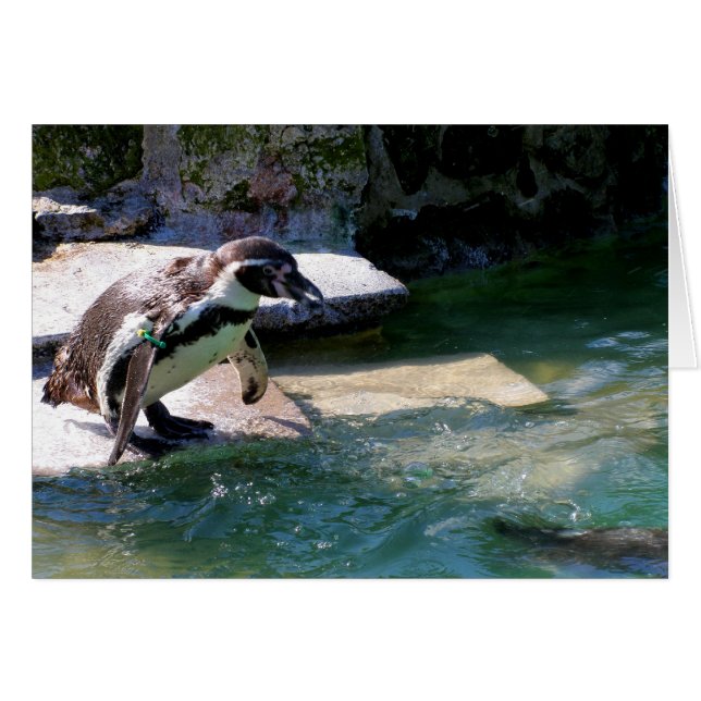 Humboldt-Pinguin (Vorderseite (Horizontal))