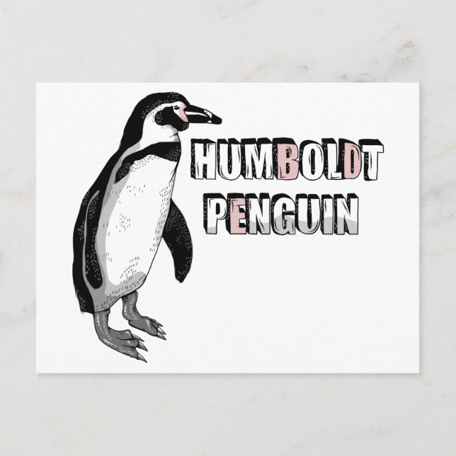 Humboldt-Pinguin Postkarte (Vorderseite)