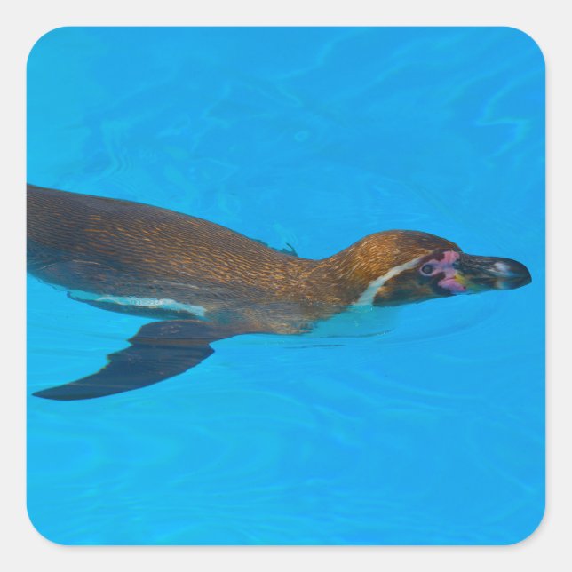 Humboldt-Pinguin schwimmen Quadratischer Aufkleber (Vorderseite)