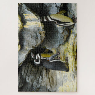 Humboldt-Pinguine. Puzzle