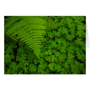 Humboldt Redwoods Staat Park