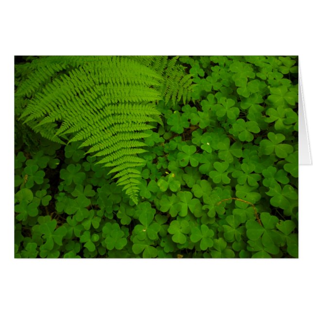 Humboldt Redwoods Staat Park (Vorderseite (Horizontal))