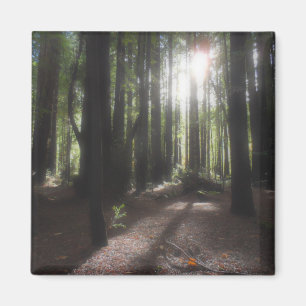 Humboldt-Rotholz-Staats-Park Magnet