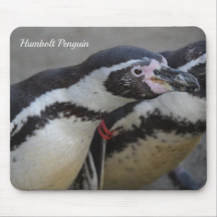 Humbolzen Penguin im Zoo von Drusillas in East Sus Mousepad