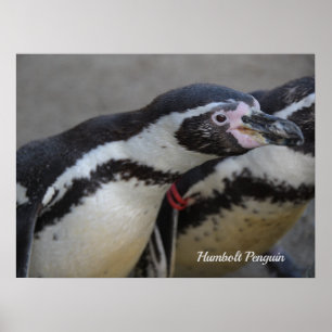 Humbolzen Penguin im Zoo von Drusillas in East Sus Poster