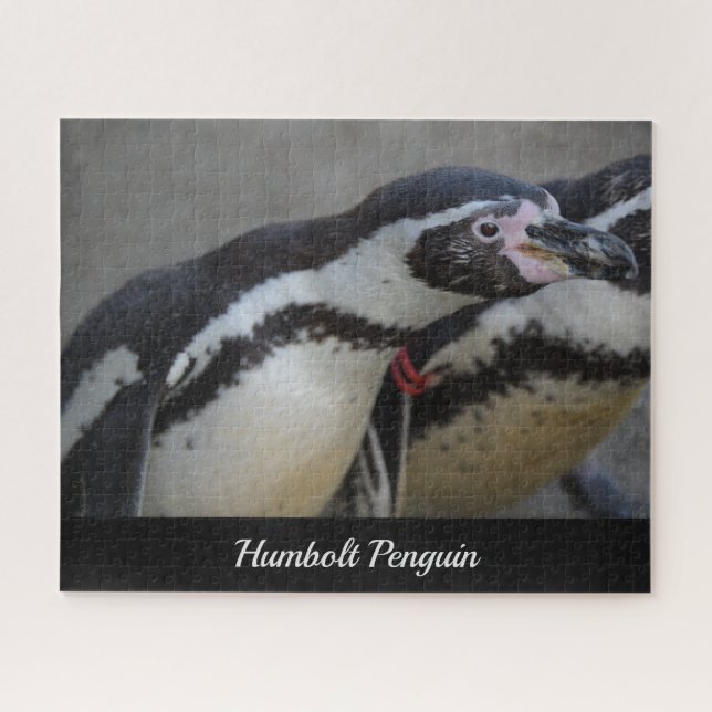 Humbolzen Penguin im Zoo von Drusillas in East Sus Puzzle (Horizontal)