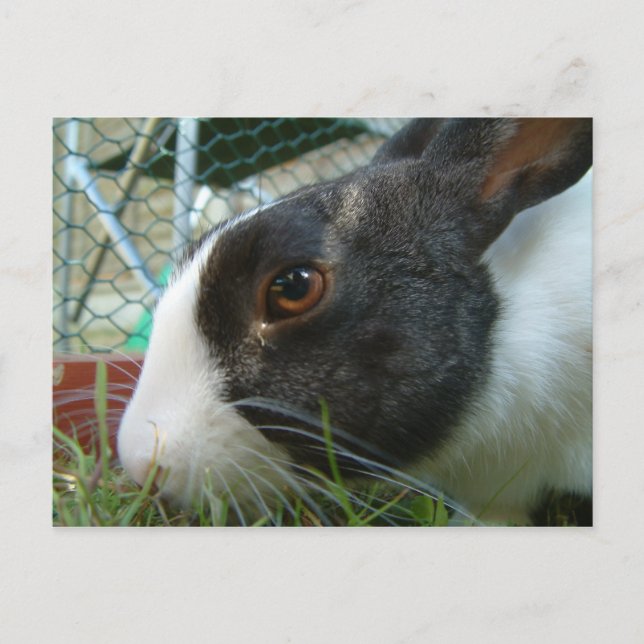 Humbug-Hase-Postkarte Postkarte (Vorderseite)