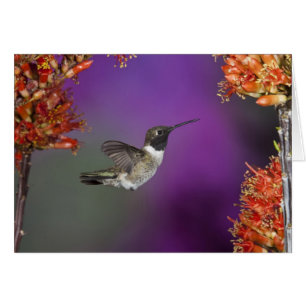 Humingbird, Archilochus alexandri,