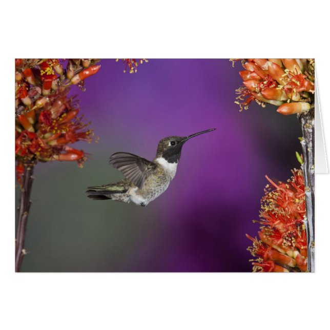 Humingbird, Archilochus alexandri, (Vorderseite (Horizontal))