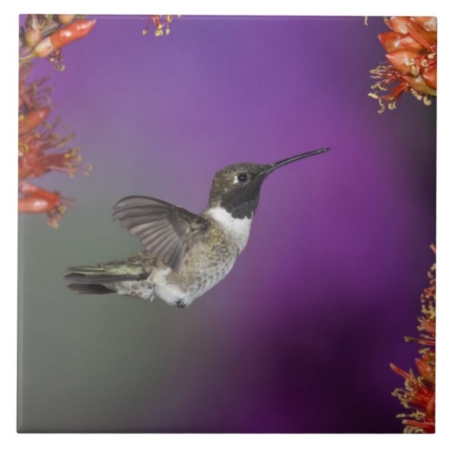 Humingbird, Archilochus alexandri, Fliese (Vorderseite)