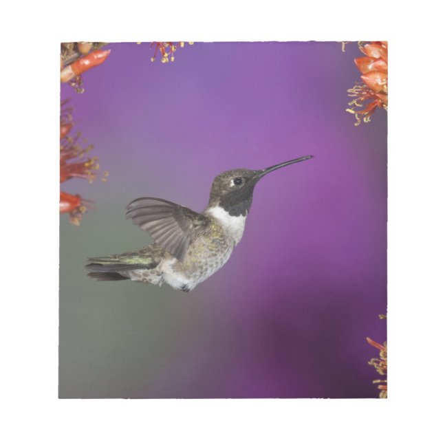 Humingbird, Archilochus alexandri, Notizblock (Vorderseite)