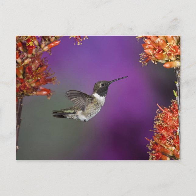 Humingbird, Archilochus alexandri, Postkarte (Vorderseite)