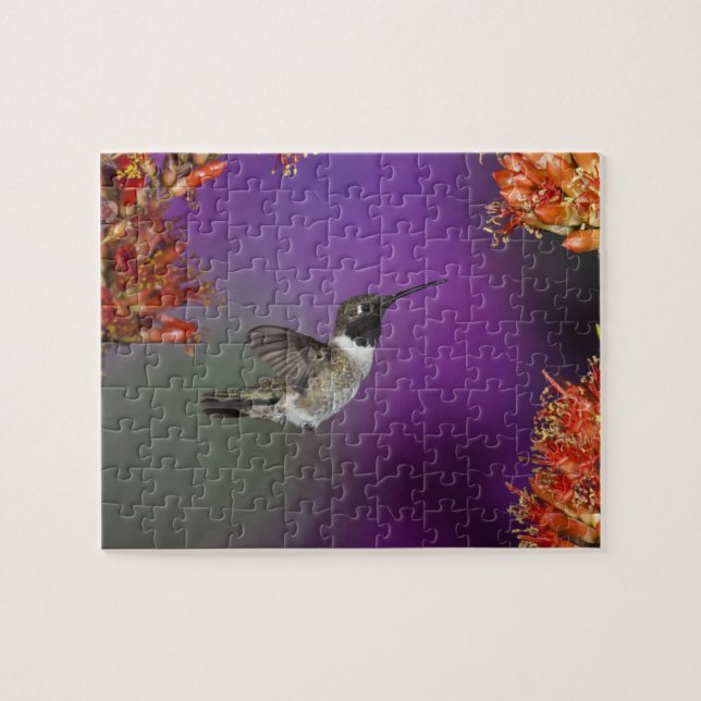 Humingbird, Archilochus alexandri, Puzzle (Horizontal)