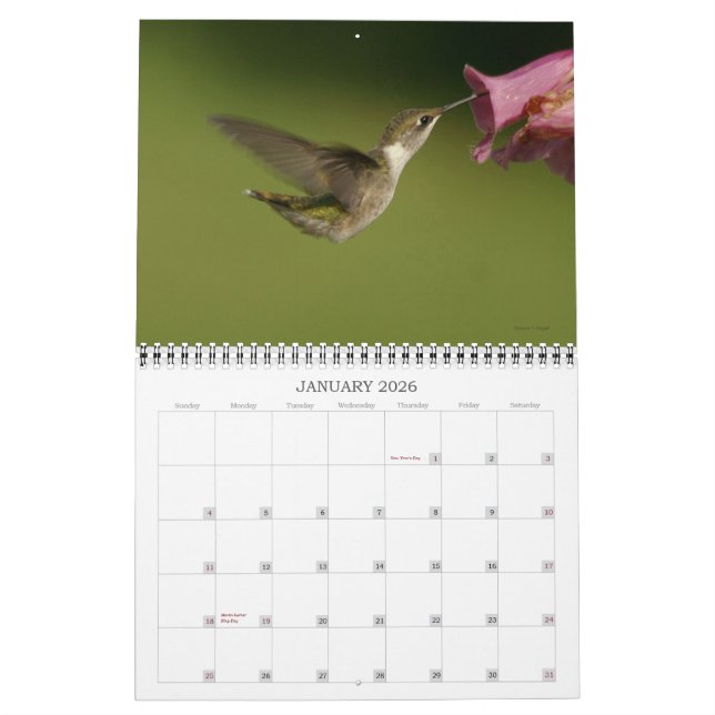 Humingbirds - 2010 kalender (Jan 2026)