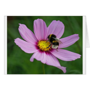 Hummel