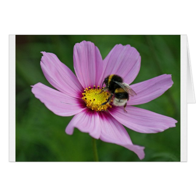 Hummel (Vorderseite (Horizontal))