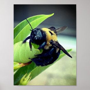 Hummel auf Blume Fotografie Wanddekoration Print Poster