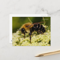 Hummel auf Blütenkarotte